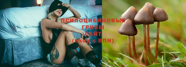 прущие грибы Балахна