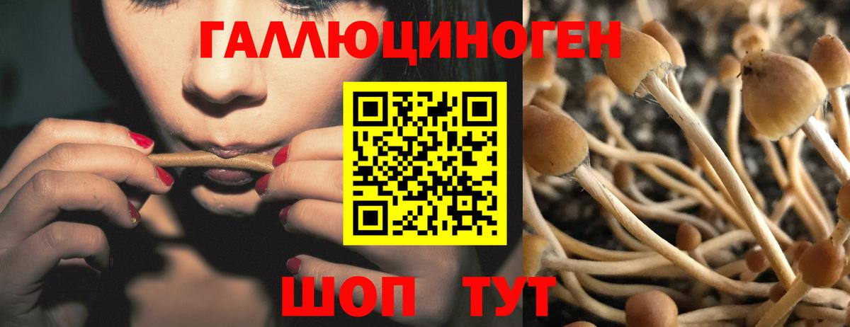 Гай  Галлюциногенные грибы MAGIC MUSHROOMS  Вход с VPN 